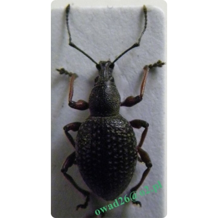 Otiorhynchus niger (Fabricius, 1775) Kluk czarny, nadrach czarny